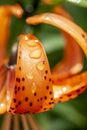 tiger lily with dew drops in the garden Royalty Free Stock Photo