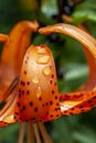 tiger lily with dew drops in the garden Royalty Free Stock Photo