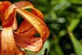 tiger lily with dew drops in the garden Royalty Free Stock Photo