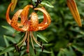 tiger lily with dew drops in the garden Royalty Free Stock Photo