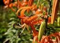Orange tiger Lily with drops after rain in the morning sun Royalty Free Stock Photo
