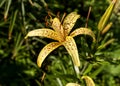 Yellow tiger Lily with drops after rain in the morning sun Royalty Free Stock Photo