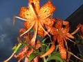 Tiger Lily at dusk Royalty Free Stock Photo