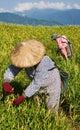 Tiger lily famer working in the farm Royalty Free Stock Photo