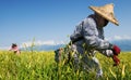 Tiger lily famer working in the farm Royalty Free Stock Photo