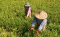 Tiger lily famer working in the farm Royalty Free Stock Photo