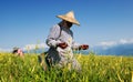 Tiger lily famer working in the farm Royalty Free Stock Photo