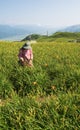 Tiger lily famer working in the farm Royalty Free Stock Photo