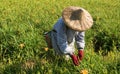 Tiger lily famer working in the farm Royalty Free Stock Photo