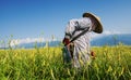 Tiger lily famer working in the farm Royalty Free Stock Photo