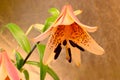 Tiger Lily Stamen Abstract 04 Royalty Free Stock Photo