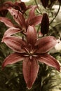 Tiger Lily Flower Royalty Free Stock Photo