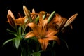 Tiger Lily flower arrangement