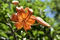 Tiger Lily flower in bloom. Beautiful orange flower with black dots in bloom under a bright summer sun Royalty Free Stock Photo