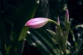 Tiger Lily flower in bloom. Beautiful orange flower with black dots in bloom under a bright summer sun Royalty Free Stock Photo