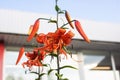 Tiger lily flower on blue sky background Royalty Free Stock Photo