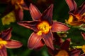 Tiger lily flower, close-up. Beautiful bouquet, top view, selective focus Royalty Free Stock Photo