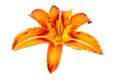 Tiger lily flower close up isolated on white background Royalty Free Stock Photo