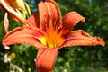 Tiger Lily flower close-up outdoors Royalty Free Stock Photo