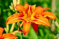 Tiger lily flower close up in the garden Royalty Free Stock Photo