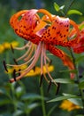 tiger lily flower close up Royalty Free Stock Photo