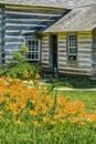 Tiger Lilies blooming by Log Cabin