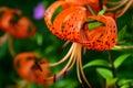 Tiger lily flower in the garden. Lilium lancifolium. Royalty Free Stock Photo