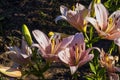 Tiger Lily Flower Photo for cards, presentations.