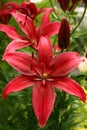 Tiger Lily Flowers Royalty Free Stock Photo