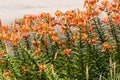 Tiger Lily garden in now in full bloom Royalty Free Stock Photo