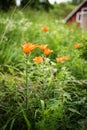 Tiger lily in the garden Royalty Free Stock Photo