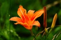 tiger lily, garden variety beautiful colors of a juicy goblet Royalty Free Stock Photo