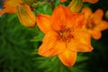 Tiger Lily growing in nature Royalty Free Stock Photo