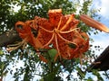 The tiger Lily high with large bright orange flowers Royalty Free Stock Photo