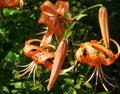 The tiger Lily high with large bright orange flowers Royalty Free Stock Photo