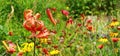 Tiger Lily on Left Royalty Free Stock Photo