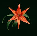 Tiger Lily Lilium bulbiferum Royalty Free Stock Photo