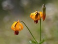 Tiger Lily - Lilium columbianum Royalty Free Stock Photo