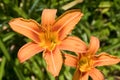 Tiger Lily (Lilium lancifolium) Royalty Free Stock Photo