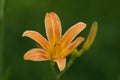 Tiger Lily Lilium lancifolium in bloom in Michigan Royalty Free Stock Photo