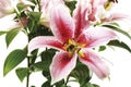 Tiger lily,Lilium lancifolium, close-up Royalty Free Stock Photo