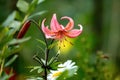 Tiger lily Lilium lancifolium Royalty Free Stock Photo