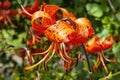 Tiger Lily Lilium lancifolium Royalty Free Stock Photo