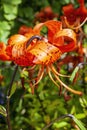 Tiger Lily Lilium lancifolium Royalty Free Stock Photo