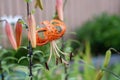 Tiger lily Lilium lancifolium, syn. L. tigrinum on a green blurred background on a sunny day. copy space Royalty Free Stock Photo