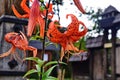 Tiger lily Lilium lancifolium, syn. L. tigrinum Royalty Free Stock Photo