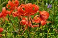 Tiger lily Lilium lancifolium, syn. L. tigrinum