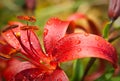 Tiger lily (Lilium lancifolium, syn. L. tigrinum) in raindrops.