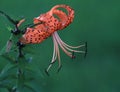 Tiger Lily or Lilium superbum in Full Bloom Royalty Free Stock Photo