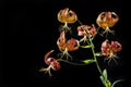 Tiger Lily with Multiple Flowering Blooms Royalty Free Stock Photo